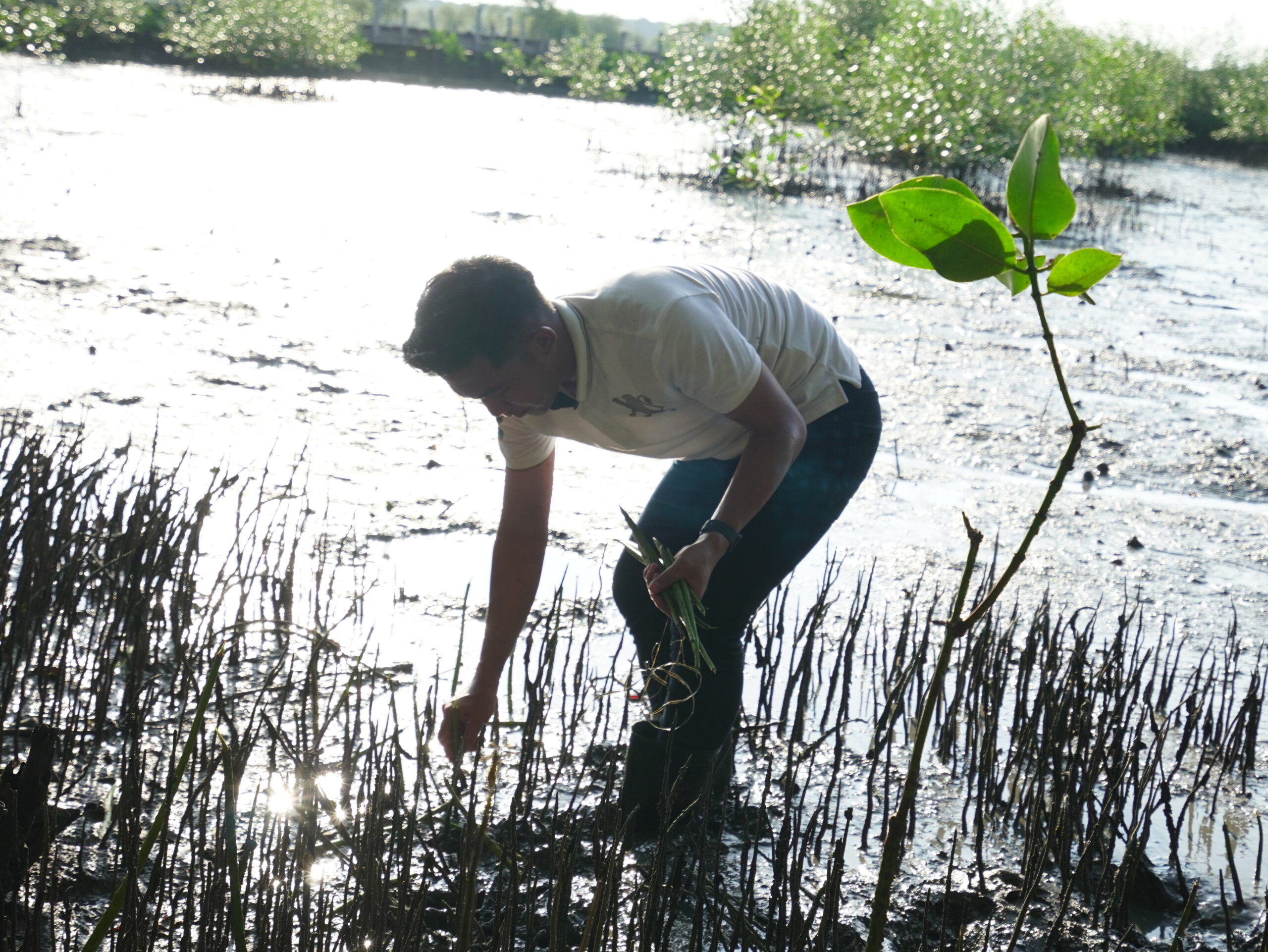Mangare Mangrove Camp 2024: Ajak Anak Muda Peduli Ekosistem Pesisir di Gresik